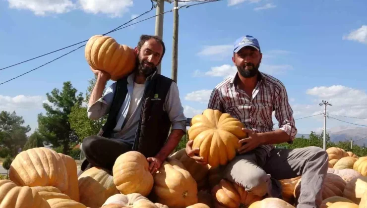 Isparta’da Bal Kabağı Rekoltesi Su Kısıtlamasından Etkilendi